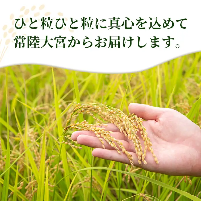 米 ゆめひたち 5kg 令和7年 【米】 【ho1697】