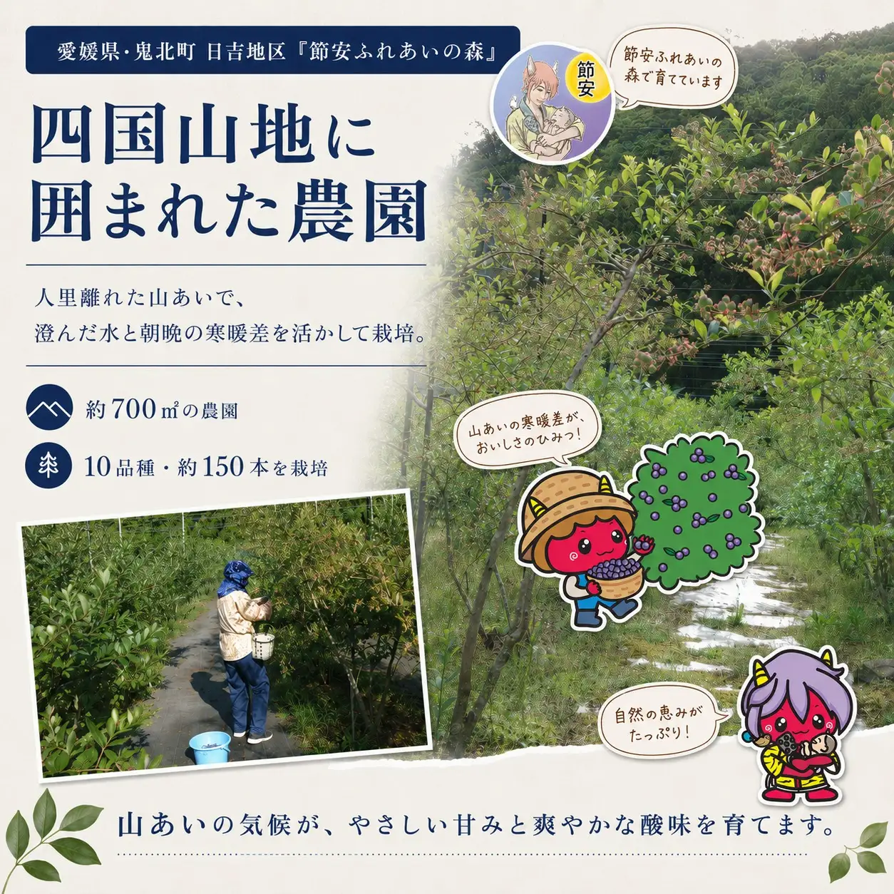 【先行予約】【選別済み大粒】冷凍ブルーベリー900g（150g×6P） | 選別済み 大粒 国産 個包装 小分け 冷凍 鬼北町直営農園 果実 フルーツ 果物 くだもの 朝食 ヨーグルト　鬼北町役場 日吉支所 愛媛県 ※2026年8月～発送