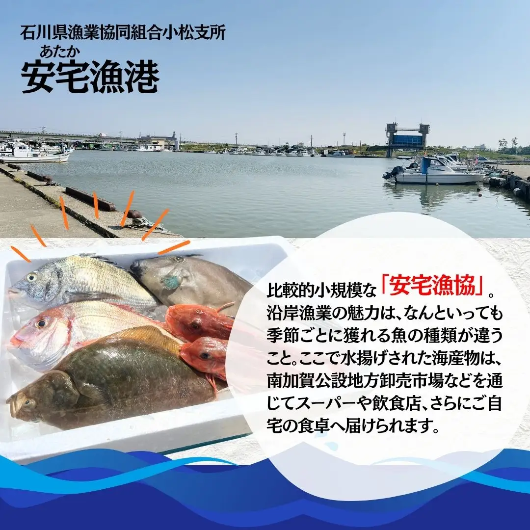 【下処理済み】 旬の鮮魚 詰め合わせ3kg以上  (3～5種)  安宅漁港 石川県 小松市