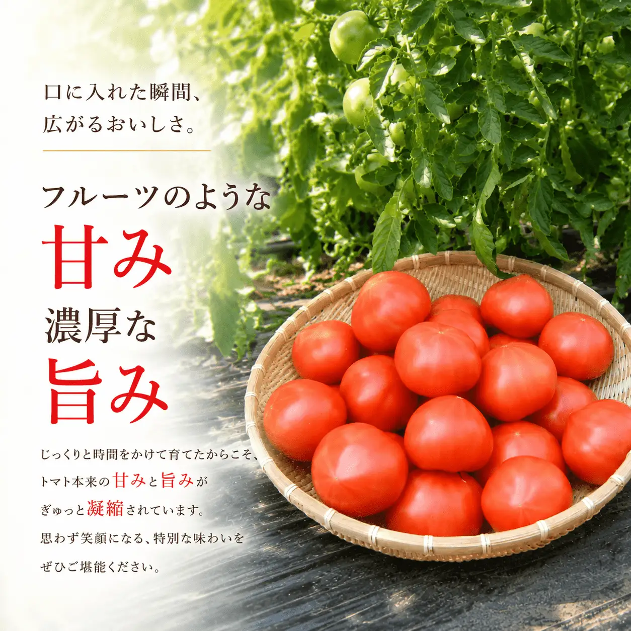  【先行予約】デリシャスファームのトマト(麗月) 4キロ箱 / とまと 野菜 トマト 【delf057】 