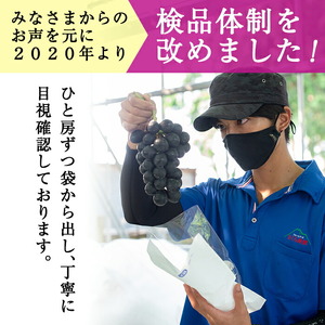 B-050 ＜先行予約受付中！2026年8月中旬～9月下旬の間に発送予定＞旬のぶどう詰め合わせ3～5房(約2kg以上)【さくら農園】ぶどう 食べ比べ シャインマスカット 瀬戸ジャイアンツ フルーツ 果物 期間限定