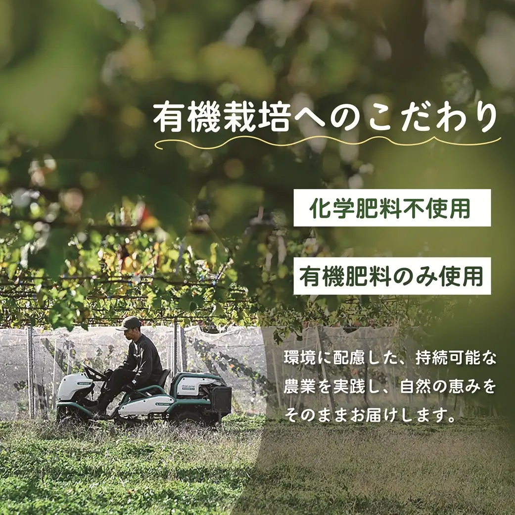 山梨県甲斐市産　化学肥料不使用で育った巨峰　約1㎏