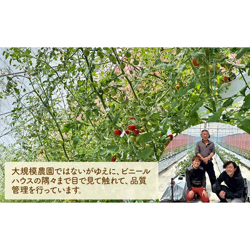 【お試し】 ミニトマト 約500g 注文時の食べごろ品種詰め合わせ アイビーファーム 長野 信州 小諸 産地直送