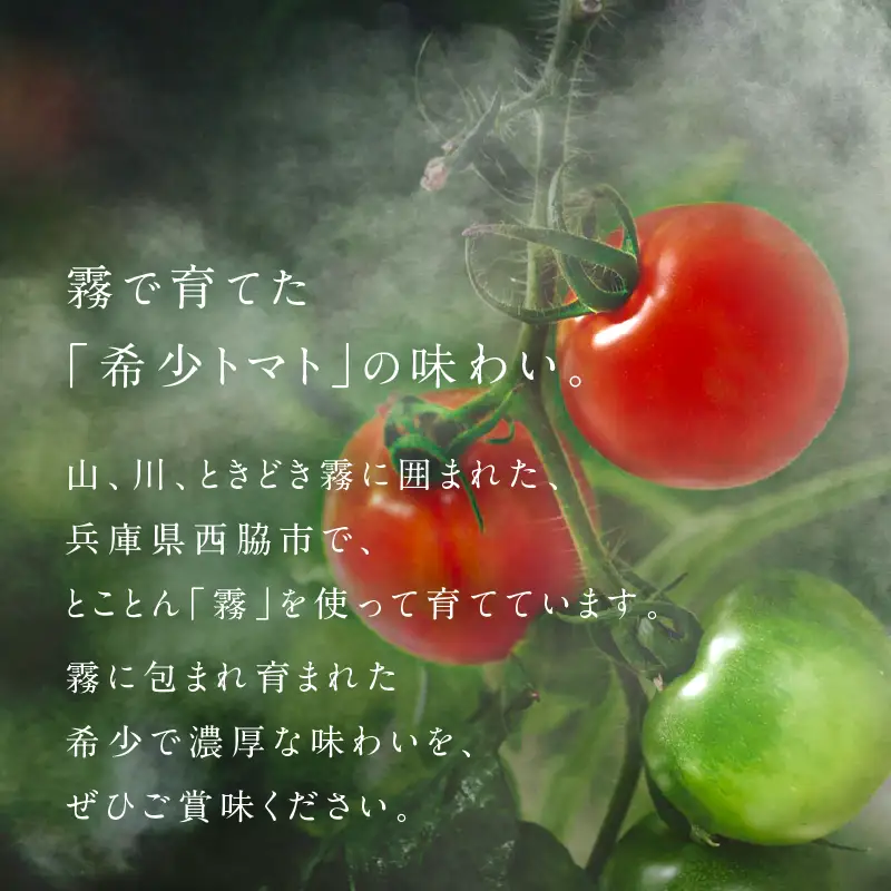 【予約受付】１月以降発送【霧で育てた濃厚な味】霧のトマトPremium　150ｇ×１パック