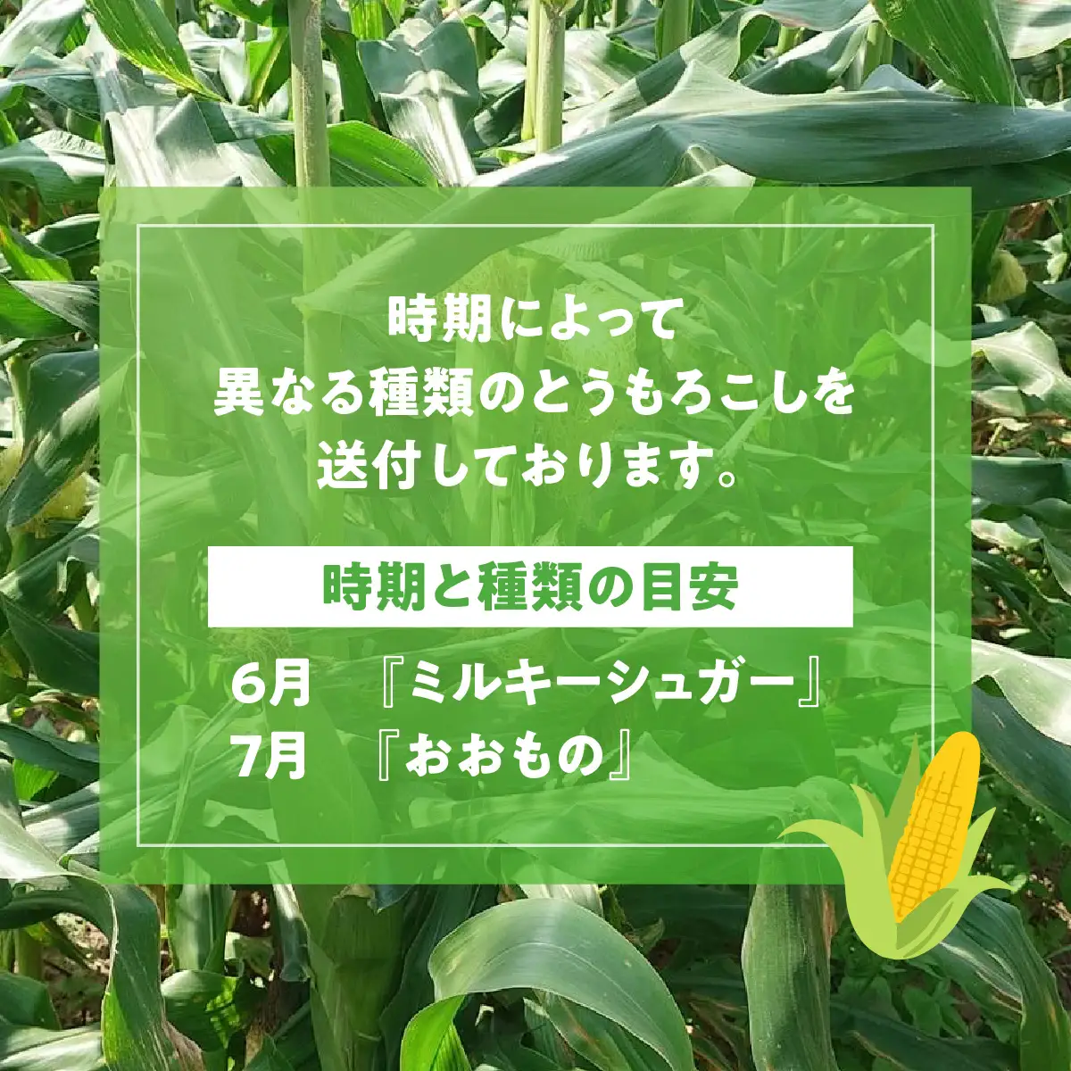【期間限定】朝採りとうもろこし（10～12本）MBBD001