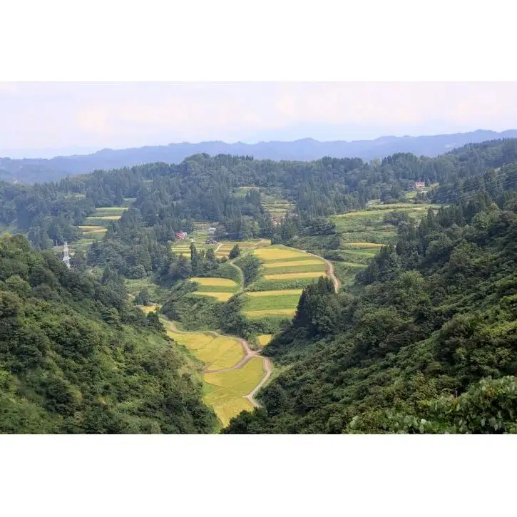 【令和8年産 先行予約】【定期便／全4回】精米3kg 新潟県魚沼産コシヒカリ「山清水米」 お米