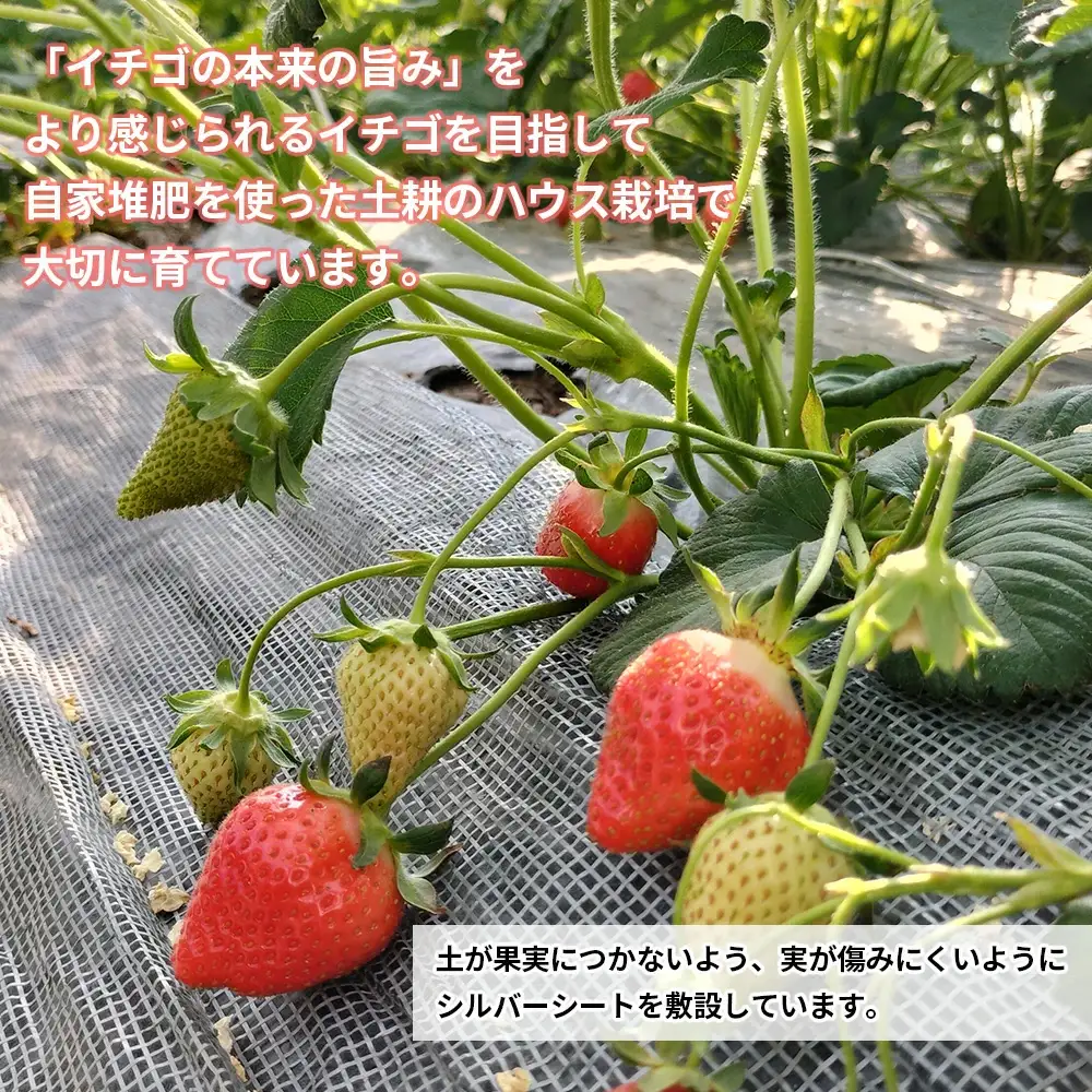 完熟で香り高い！秋田のイチゴ 2パック ＜揺りかごパック＞　 90P3403
