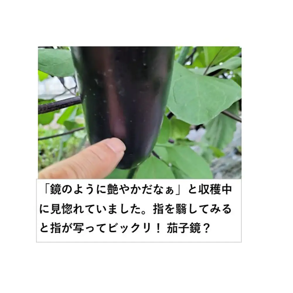 ナス 黒光りする太くて長い！10本　【40P3224】