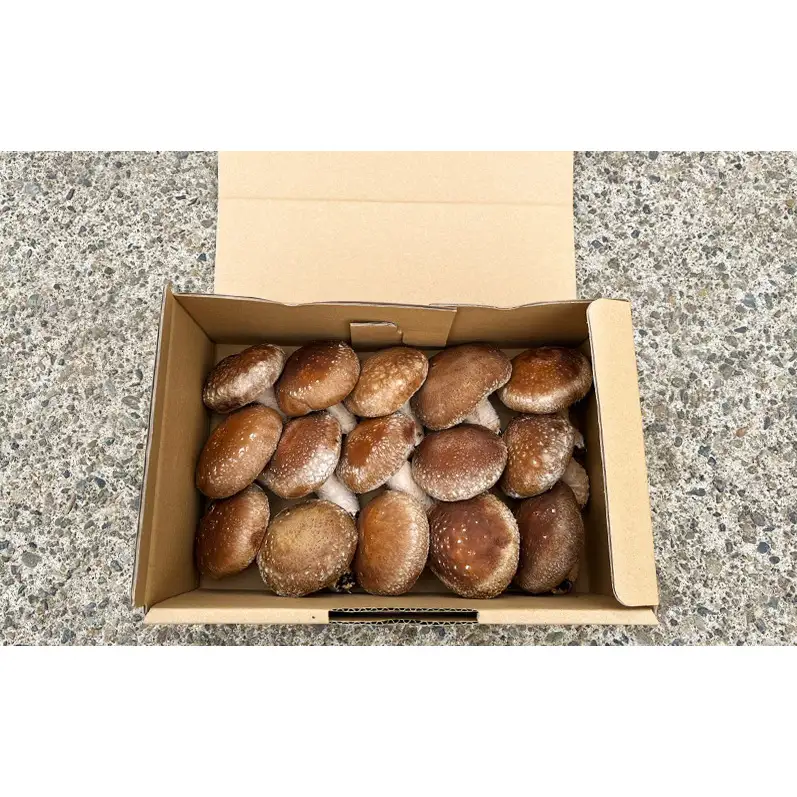 不揃い 訳あり 新潟県上越市産 肉厚 生しいたけ シイタケ 椎茸 約500g×1箱 秋山農場グリーンプロジェクト
