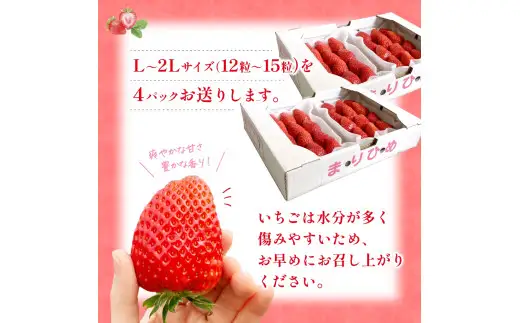 まりひめ イチゴ L～２L 12粒～15粒×4パック / いちご 果物 甘い 和歌山 ※2027年1月中旬～3月下旬頃発送予定【先行販売】※離島への配送不可【kgr500-250-4A】