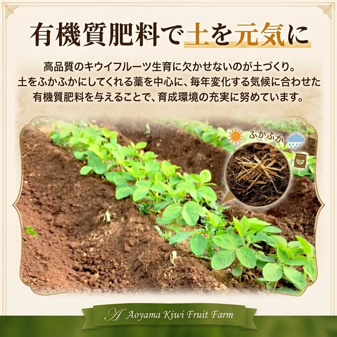 キウイフルーツ ヘイワード 大サイズ 14玉 約2kg 追熟処理済み 化粧袋付き 1月発送分