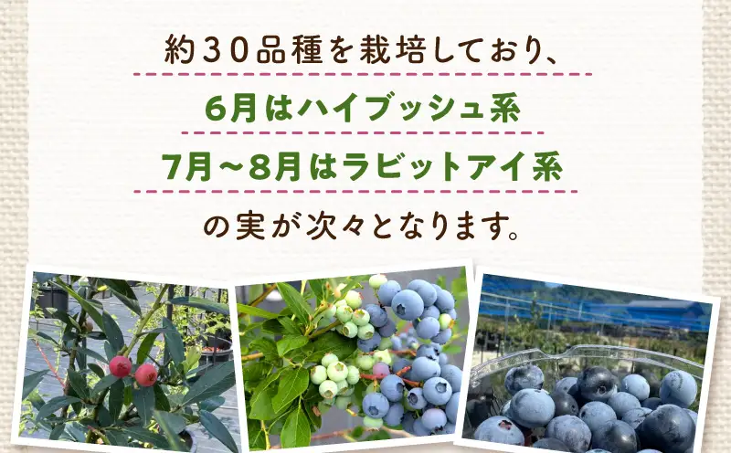 完熟生ブルーベリー約500g|生ブルーベリー 完熟 フルーツ 眼に良い フレッシュ ジューシー 香り 旬の果物 香川県 三木町 |_mk173-005