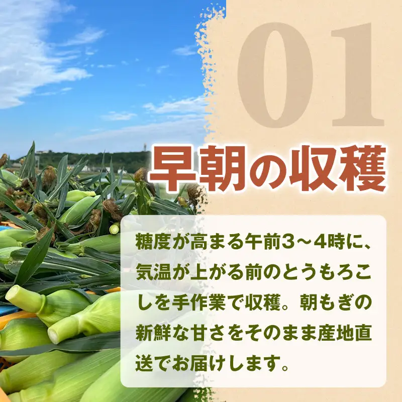 ［おいしさそのまま］訳アリ 潮風ゴールド 5kg 1セット とうもろこし トウモロコシ ゴールドラッシュ 黄色 潮風ゴールド スイートコーン 茹でとうもろこし BBQ 焼き肉 白浜町
