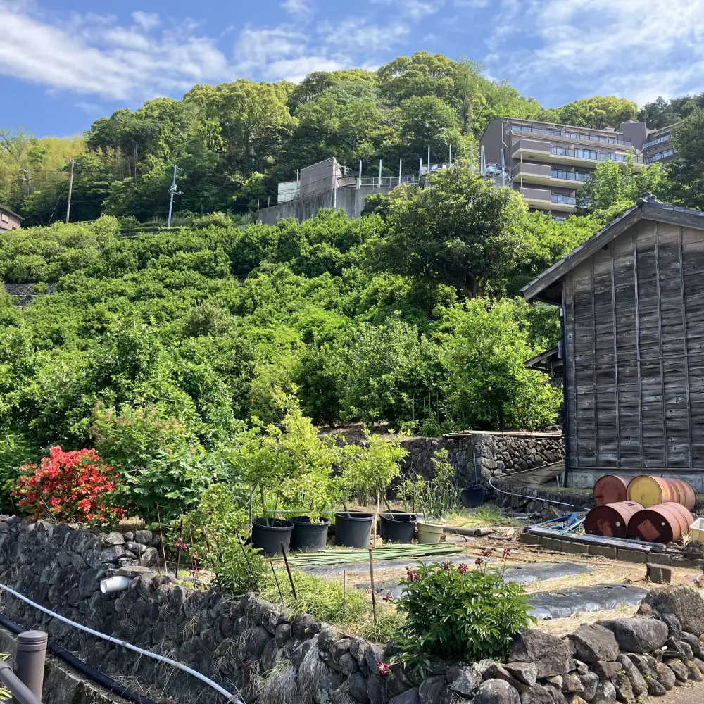 青島みかん5kg | 湯河原町 みかん 柑橘 旬 青島みかん 5kg フルーツ