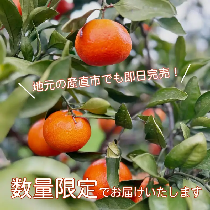【2026年12月順次発送】　金時紅みかん 5kg みかん 甘い 紅 みかん 柑橘 蜜柑