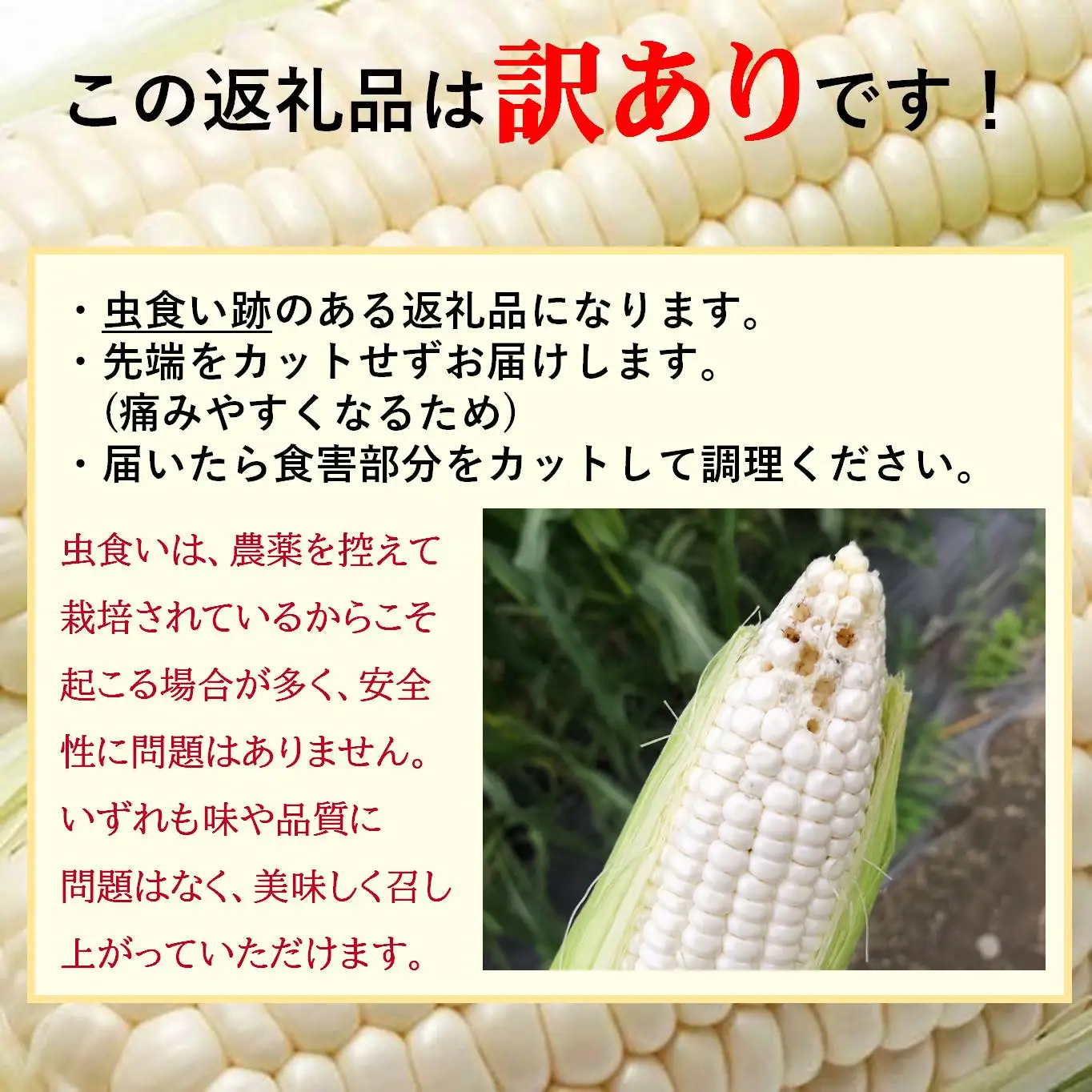 ＜2026年8月中旬頃よりお届け＞【訳あり】【朝採り】ピュアホワイト（ホワイトコーン）Lサイズ以上12本(約5kg)   SBTQ016