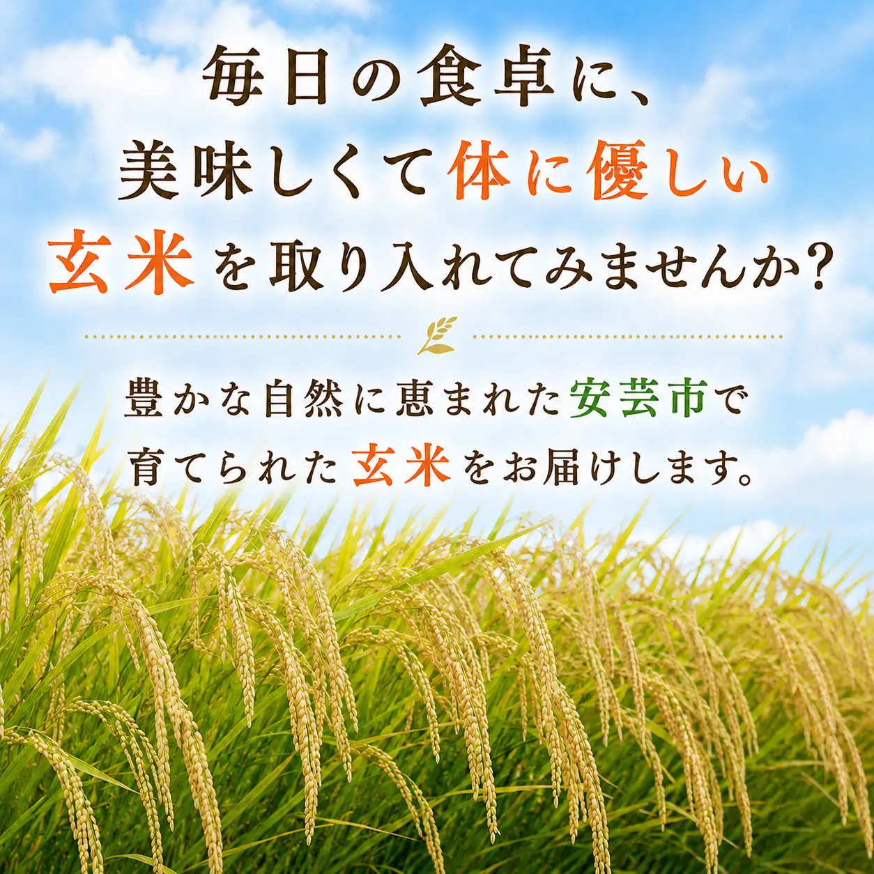 先行受付 令和8年産 玄米 60kg 10kg×6回 【こしひかり玄米】