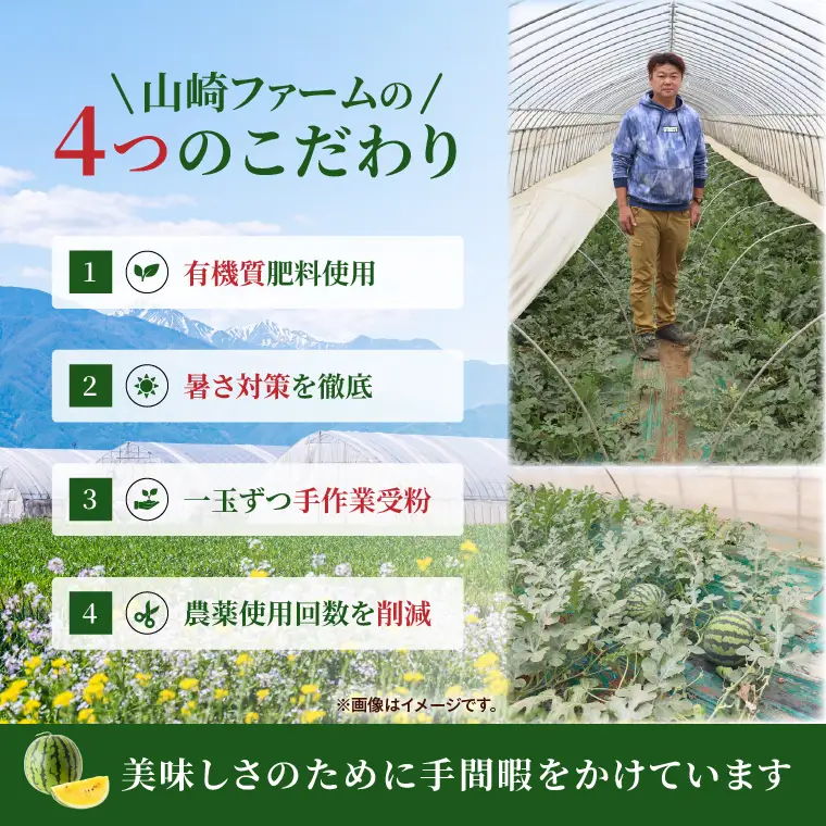 すいか 金色羅皇 2L（1玉） 西瓜 高糖度 シャリ感 甘い 夏限定 旬 フルーツ すいか 人気 産地直送 ギフト 茨城県 阿見町【先行予約｜2026年6月中旬より発送】（76-09）