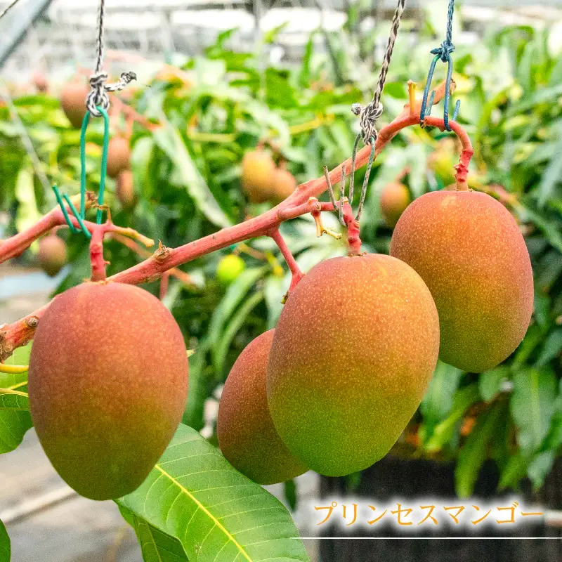 【先行予約】マンゴー 1kg プリンセスマンゴー FA001