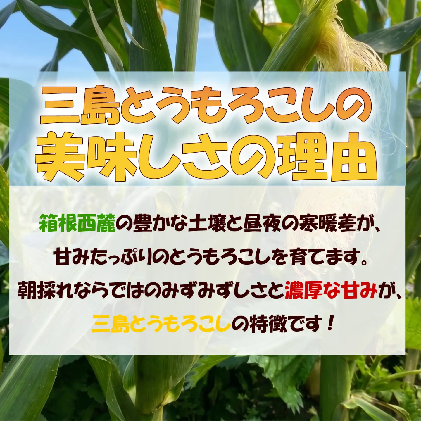 三島とうもろこし 8本～10本 とうもろこし