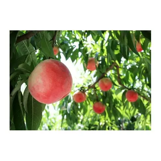 N029　あら川の桃　優品（ご家庭用）２ｋｇ（６～８玉入り）