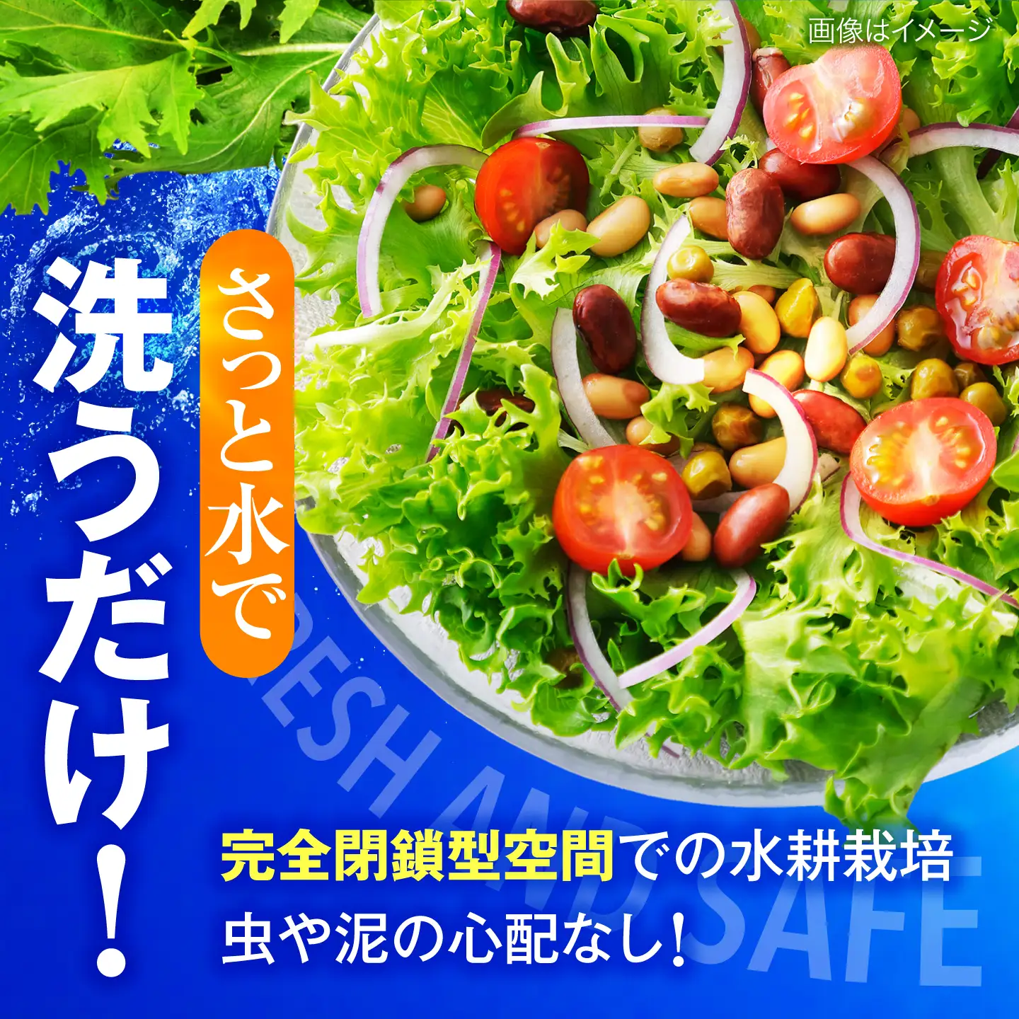 ツバキベジムーブの野菜セット フリルレタスと何が入るかお楽しみ /サラダ レタス 葉野菜 サンドイッチ 小浜市 / ツバキベジムーブ【配送不可地域：北海道・沖縄・離島】[BFEP001]
