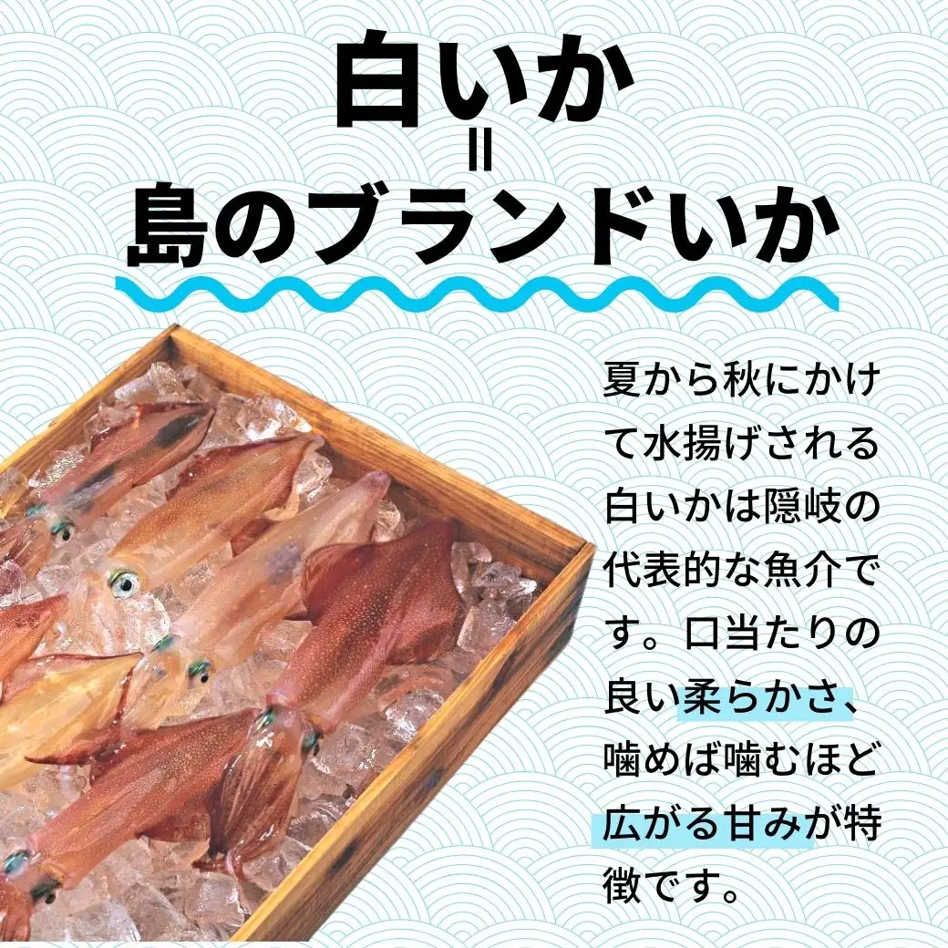 【高級白いか丸ごと 160g×3杯セット】ぷりぷり甘い朝どれ白いか 刺身用 ケンサキイカ