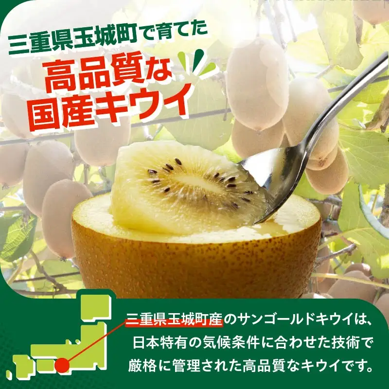 【先行予約】2026年度発送 三重県玉城町産 ゼスプリ サンゴールドキウイ 約2kg