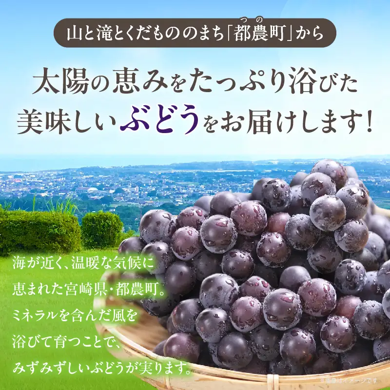 まるみ果樹園のぶどう『キャンベルアーリー』(計2kg) 葡萄 果物 フルーツ 天然 ミネラル栽培_T036-003