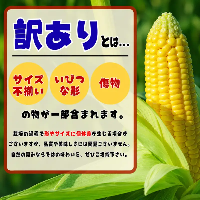 先行予約 訳あり とうもろこし 12本（約4kg） 銚子産 とうもろこし