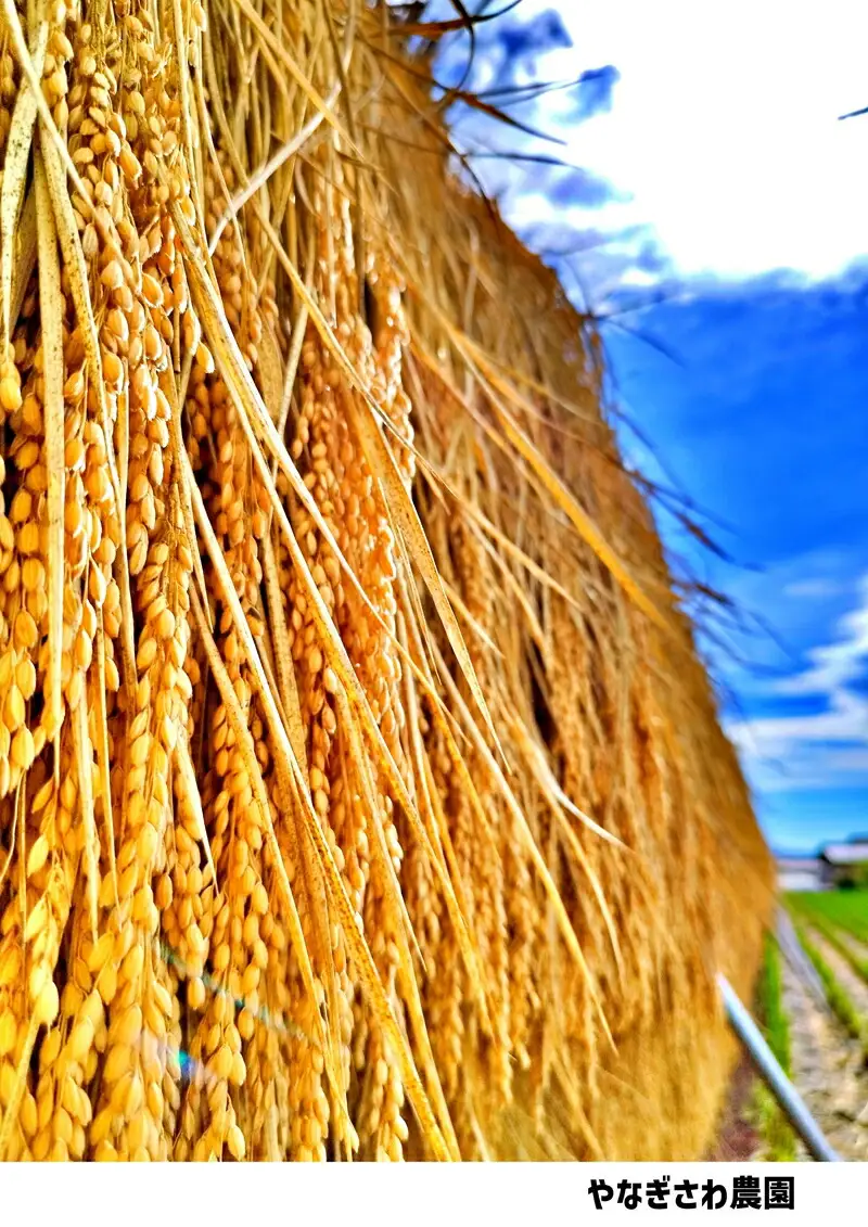 【令和7年産・無洗米５kg】長野県産こしひかり はぜかけ米（北海道・沖縄県・離島は配送不可）産地直送 信州 長野県 佐久市 美味しい うるち米
