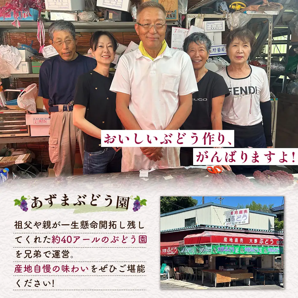 デラウェア 1.5kg【あずまぶどう園】 ／ 産地直送 ぶどう デラウェア フルーツ 旬 大野ぶどう 芳醇な香り とろける甘さ 高糖度 糖度23～24 国産フルーツ お取り寄せ 送料無料 No.374
