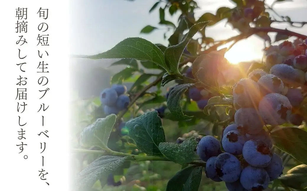 ブルーベリー（ハイブッシュ） 生果 400g | ブルーベリー 栃木県 茂木町