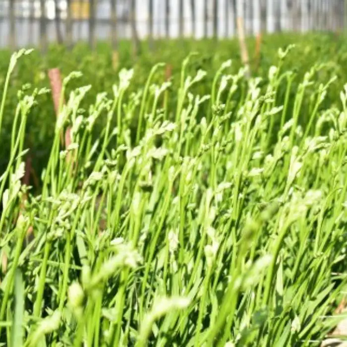 2月発送：優しい香り【フリージア】青色　50本