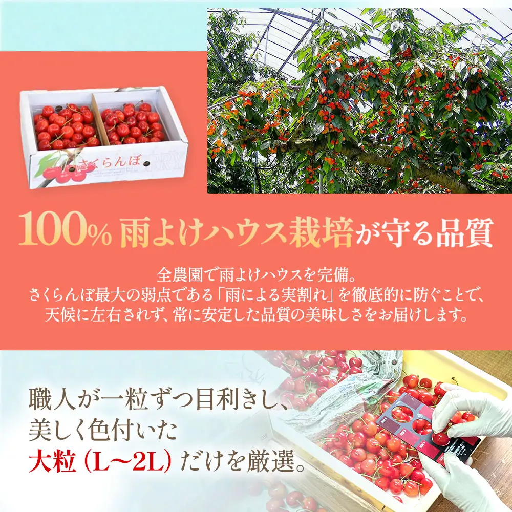 さくらんぼ ( 佐藤錦 ) 500g さくらんぼ 01-05-715
