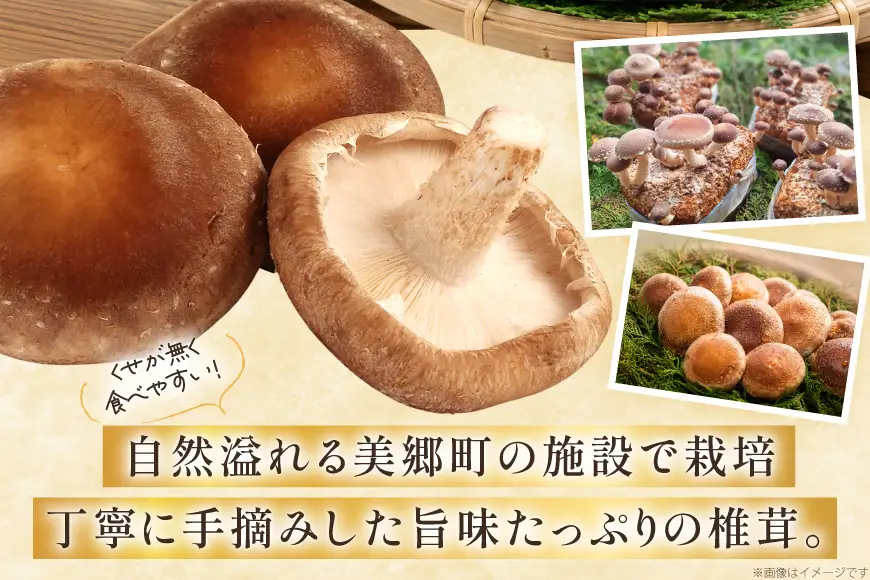 生しいたけ セット 約300g× 2袋 約150g× 2袋 計4袋 約900g [杉本きのこ園 宮崎県 美郷町 31bs0001]