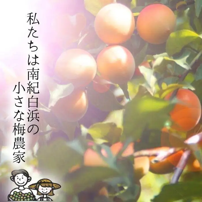 はちみつ梅　ぽってり特選（400ｇ）紀州南高梅【梅農家手づくり梅干】