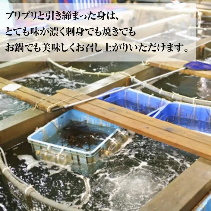 活 伊勢海老 1尾 ～ 2尾 入り 合計 約300g ～ 400g セット 産地直送 船長 おすすめ