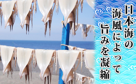 イカ 干物 生干しイカ 2枚(1枚約200g×2枚） 炭火焼きイカ 2パック 詰め合わせ セット 青森 いか するめ スルメ スルメイカ 国産 海鮮 魚介類 魚介 海産物 惣菜 青森県 ※ ご入金確認後 3ヶ月以内の発送になります。 青森県鰺ヶ沢町 