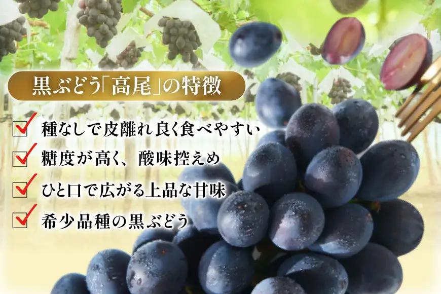 【期間限定発送】 ぶどう 高尾 1kg以上 (2房)