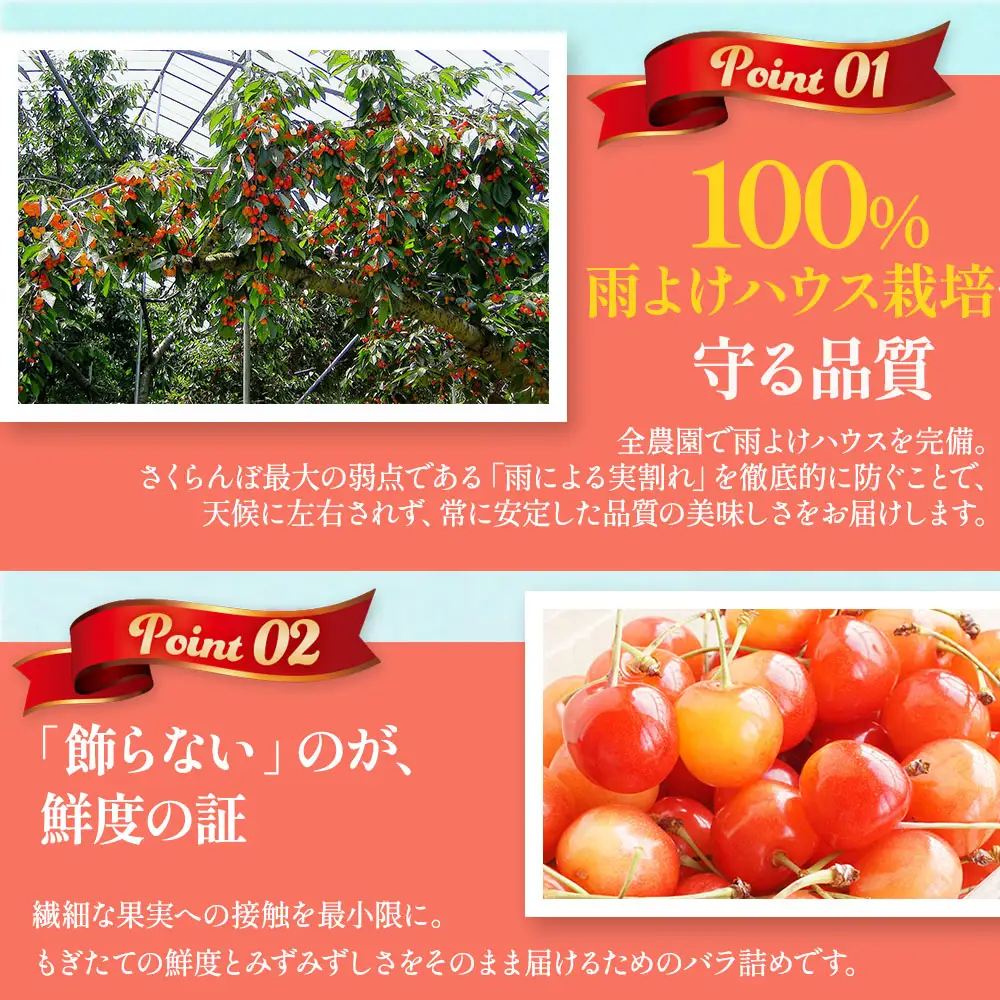 【訳あり】さくらんぼ【紅秀峰】約500g（M～Lサイズ）2026年6月下旬～