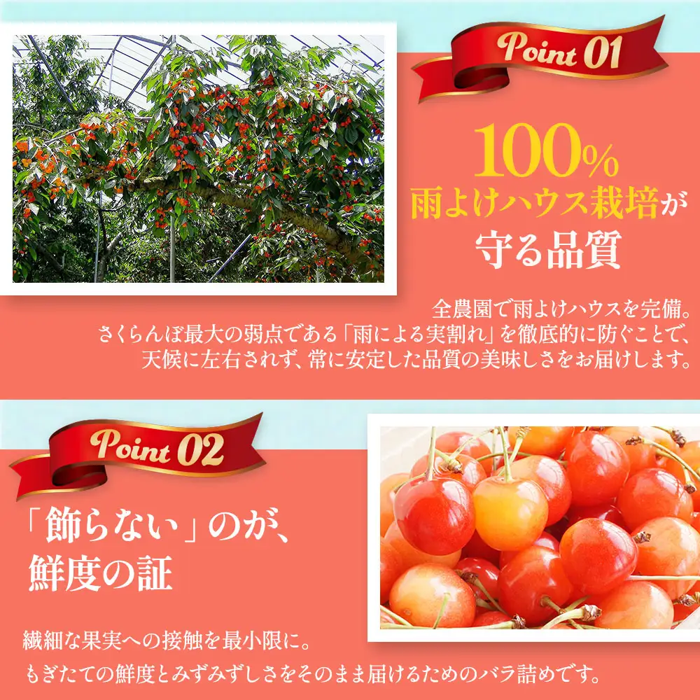 【訳あり】さくらんぼ【佐藤錦】約500g（M～Lサイズ）2026年6月中旬～