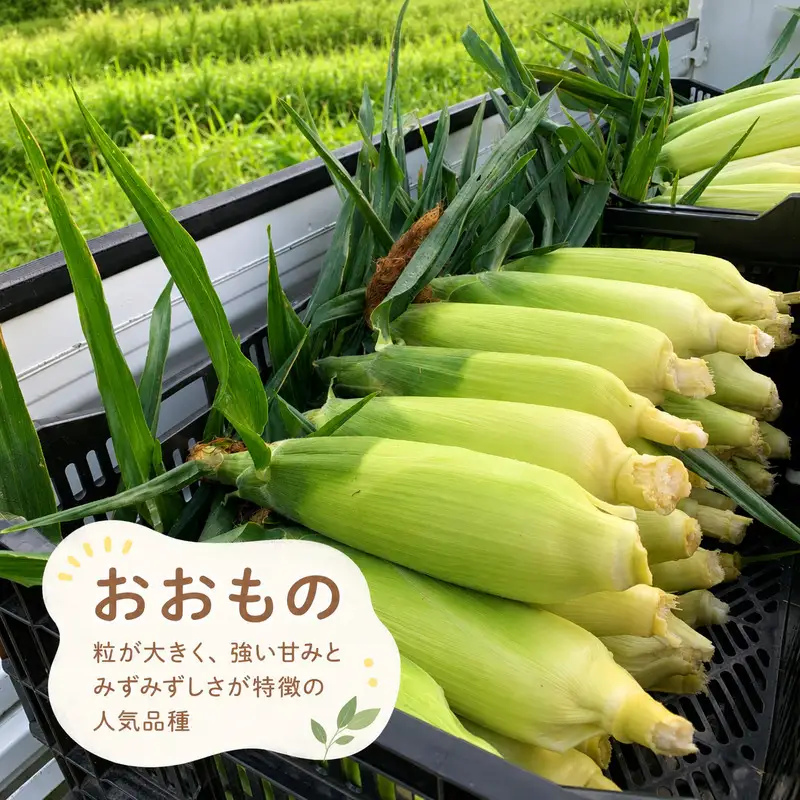 【7月下旬～8月上旬発送】 平泉町産 白い おおもの とうもろこし 1kg (4～6本) / トウモロコシ 野菜 やさい 甘い 【配送不可地域：九州／沖縄県／離島】【ipo001】