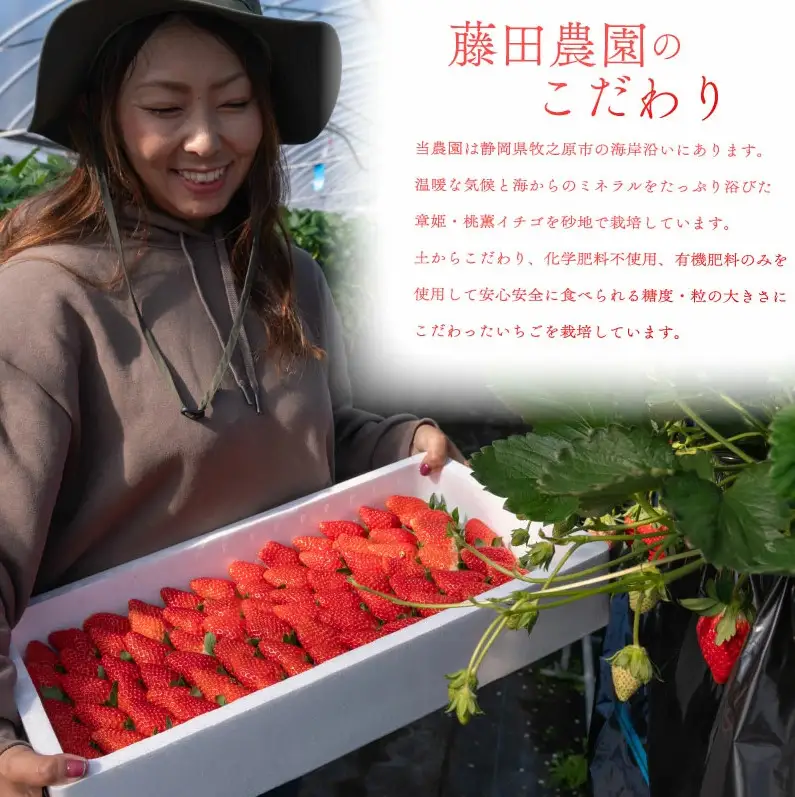 冷凍いちご 1kg 章姫 国産   静岡県 牧之原市 藤田農園
