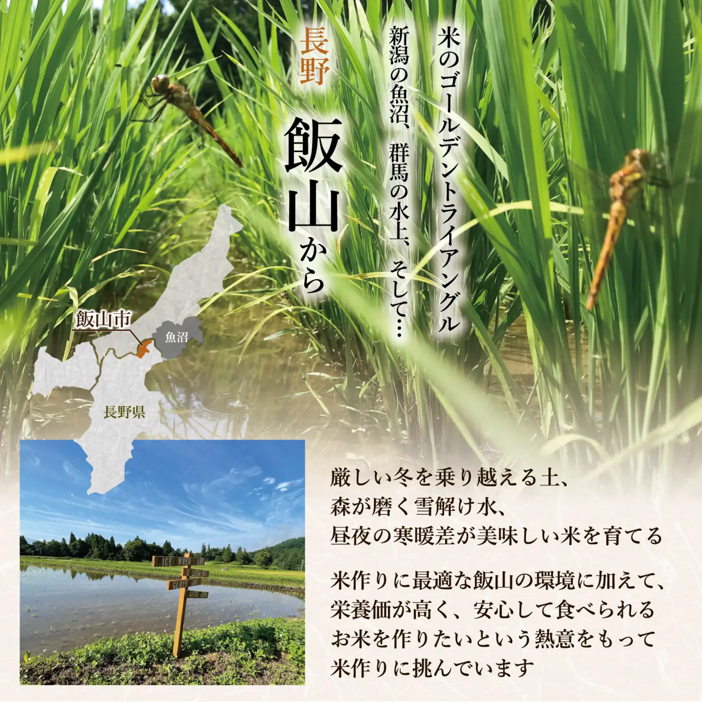 【新米予約】＼ 2027年5月より ／ 極上のコシヒカリ 七〇八米（なおやまい）　【黒】定期便 10kg×3回 (By-012-5)