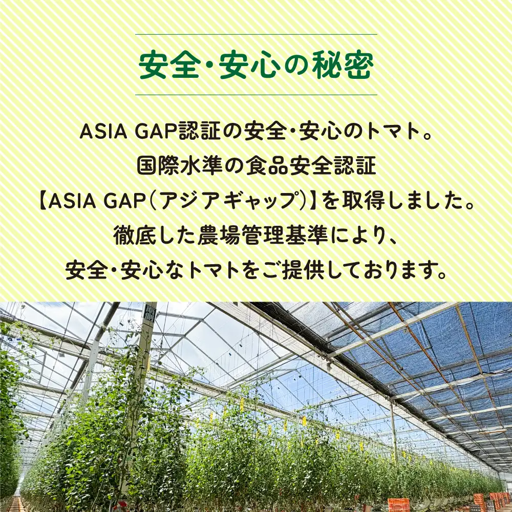 【1月～8月】訳あり 中玉 トマト 約3.5kg×2箱 | 訳あり トマト 中玉トマト 3.5kg 2箱 産地直送 野菜 国産 福島県 いわき産 とまと 数量限定 規格外 不揃い フレッシュ ジューシー 甘み 酸味 産地応援 小名浜菜園 送料無料 中玉 | IO005-01-08-2s