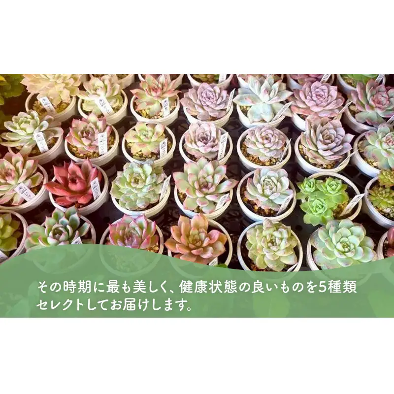 多肉植物 厳選エケベリア5点セット(育て方ガイド付き) | 滋賀県米原市