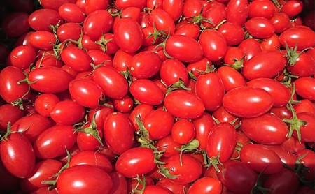 8月発送開始[2026年発送] 超完熟ミニトマト【 アイコ 】3kg 栽培期間中 農薬・除草剤不使用 サイズ混載 トマト ミニトマト 野菜 北海道 仁木町 [アイコファーム] 