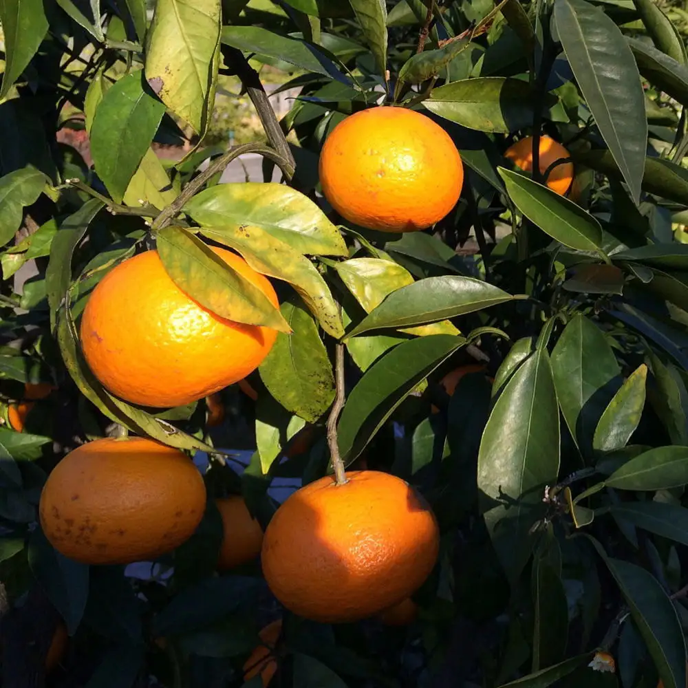 ［希少柑橘］和歌山県産なつみ約5kg（S～2Lサイズおまかせ）★2027年4月頃より順次発送［TM147］