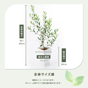 2026年3月上旬～発送【観葉植物】オリーブの木 60cm～80cm Green Base IB003-017 観葉植物 ※北海道・沖縄・離島配送不可